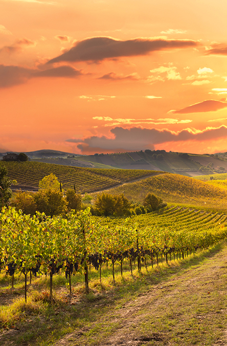 Vinmark med solnedgang